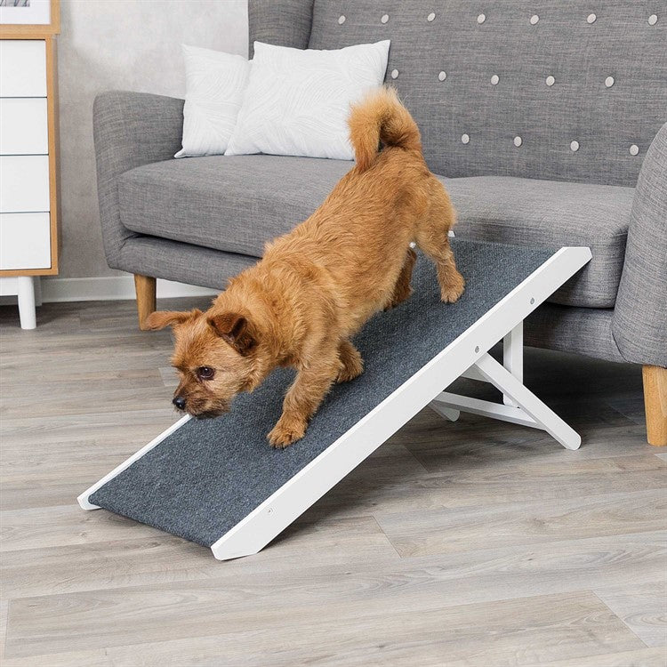 Justerbar ramp för hundar och katter – skonsam för tassar och leder 💕🐕